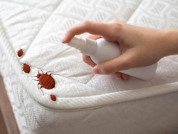 Best Spider Control Near Me  in Pitman, NJ